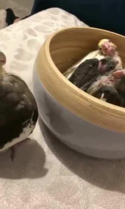 Where did mom go? There she is!