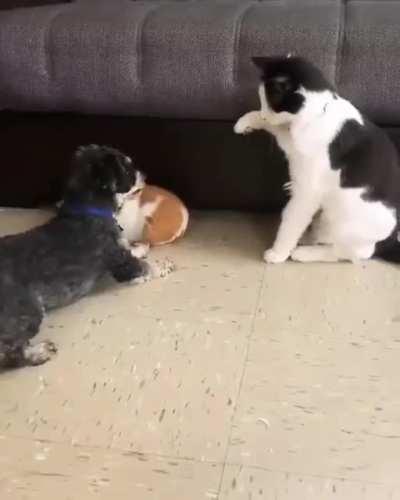 Puppy protecting his friend from a cat attack!