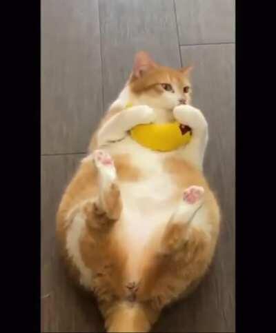 Chonk of the day