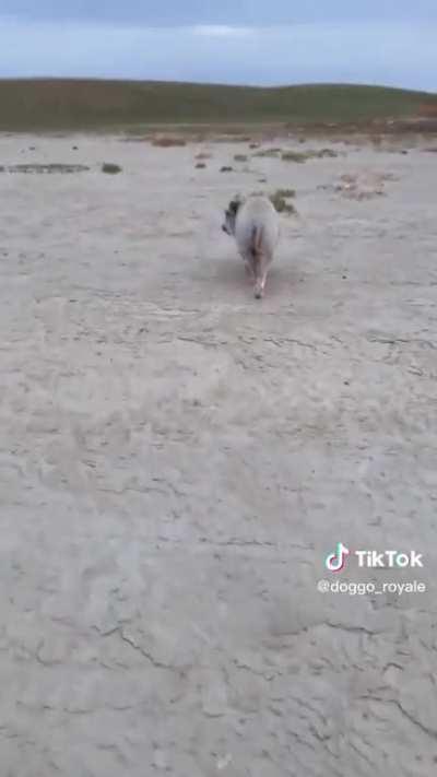 BELOvEd pEt gEts AnnIhILAtEd by wOLvEs