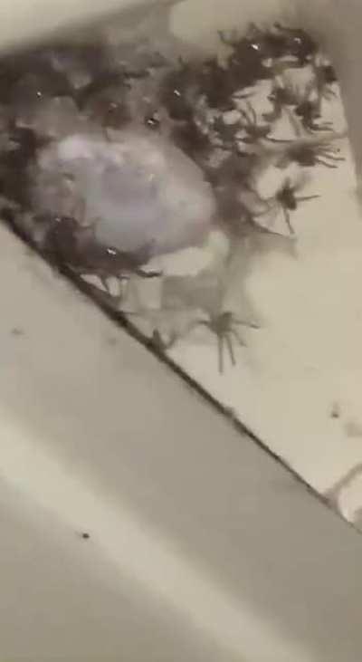 Burn the whole house