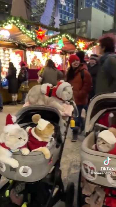 Cozy cats enjoy the Christmas Market