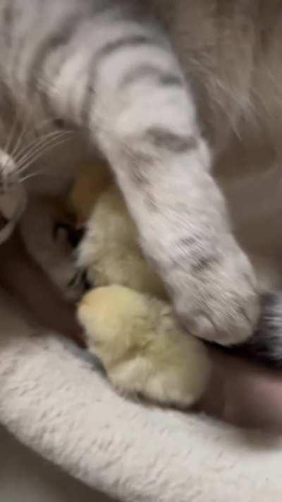 When the maternal instinct kicks in ❤️