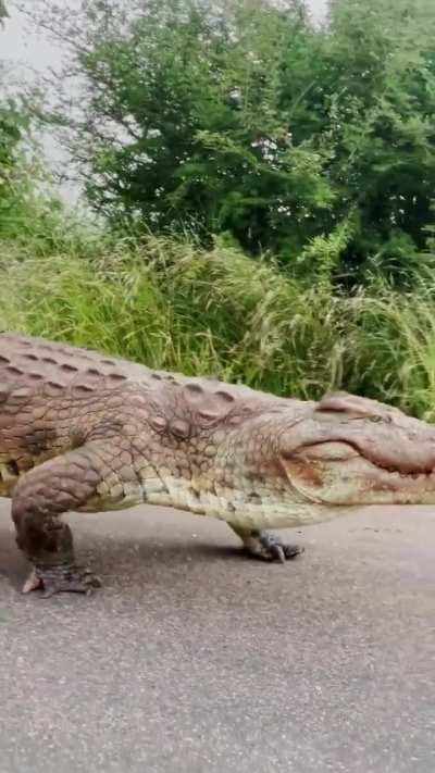 Nile crocodile goes for a walk 