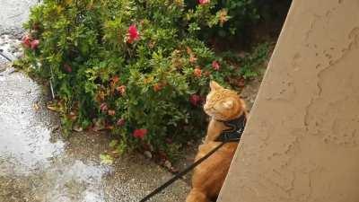 My cat likes water, so I brought him out into the rain