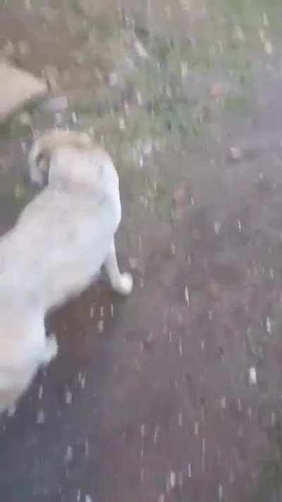 Mama dog showing gratitude to the kind woman feeding her family