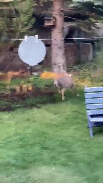 Deer tearing up our grass seeds and just being weird asf