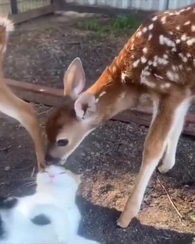🦌🤗🐱💖🐈‍⬛👅 toe-Past and Language  