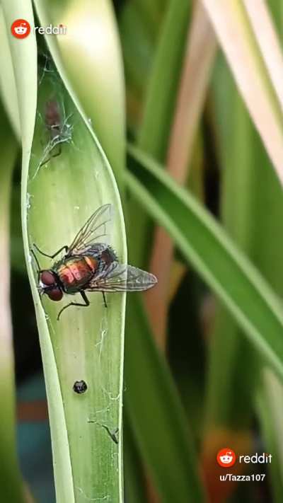 ​A David vs. Goliath Moment. Not sure was type of spider this is, but it has its hand full with this Oriental Latrine Fly (Chrysomya megacephala)