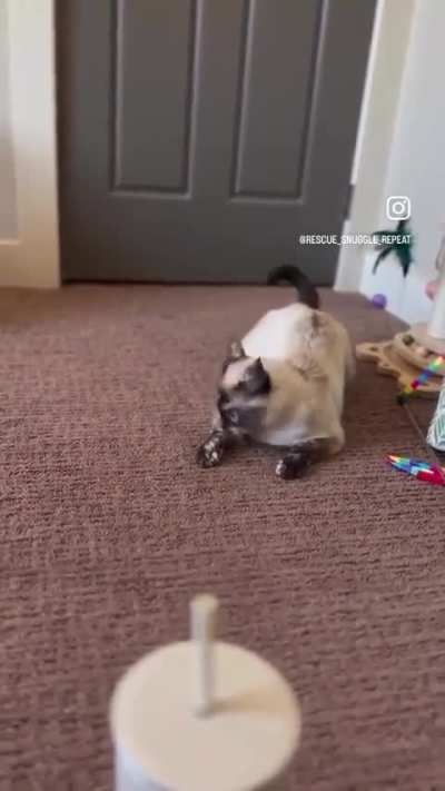 Momma cat teaches her kitten, the art of sneak attack