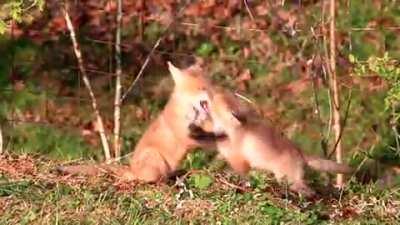 They’re probably related