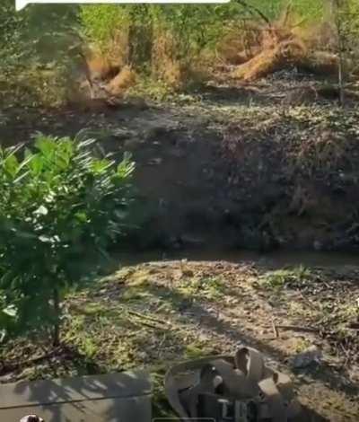 Dog using child to get to the other side.