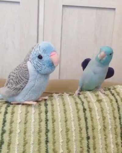 Happy Parrot Family