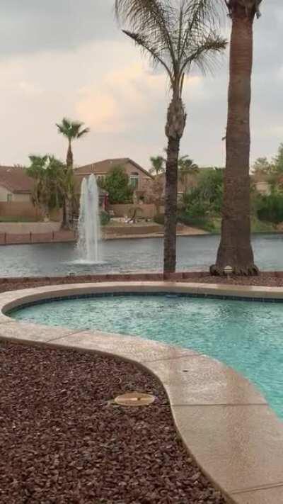 The backyard. Chandler, AZ