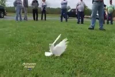 Malfunctioning Gyroscopes