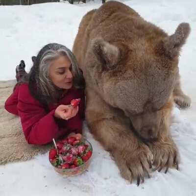 Girl feeds bear some strawberries