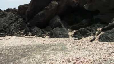 Iguana hatchling v snakes