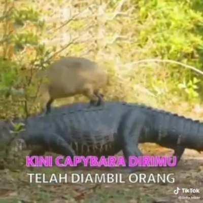 Anything but my capybara😢😢😢