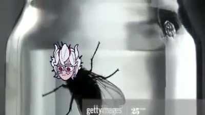 CUM FLY