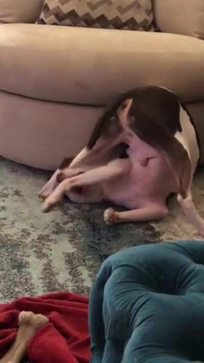 Tail chasing devolved into this spectacle