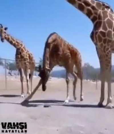 🦒 A giraffe helping a turtle to walk fast..