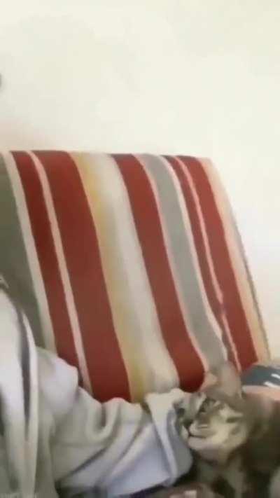 Esse humano me entende?