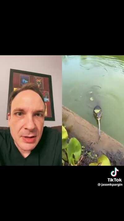 Pay attention to Asian monitor lizard