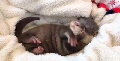 Meet Mocha, a 7-week old Asian small clawed otter born to parents Dolce (dad) and Latte (mom)!
