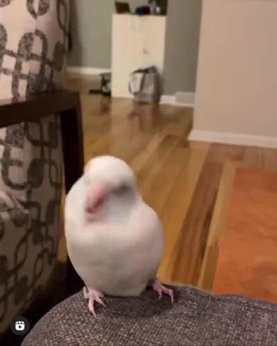 all you gotta do is just wiggle a bit