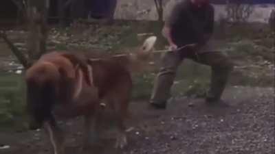 This bulldozer of a dog