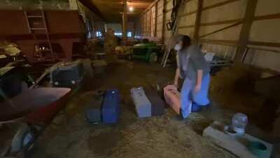Spring is here, time for TNR! 2 nights ago I caught a colony of 6 feral cats living in a barn, this is the release after they came back from surgery. Not a lot of action in the clip but it’s a glimpse of a typical TNR release. Always keep the cats covered