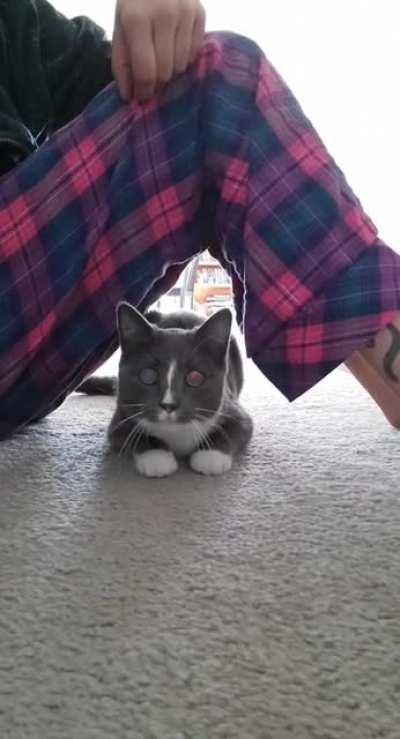 POV; You are the prey.