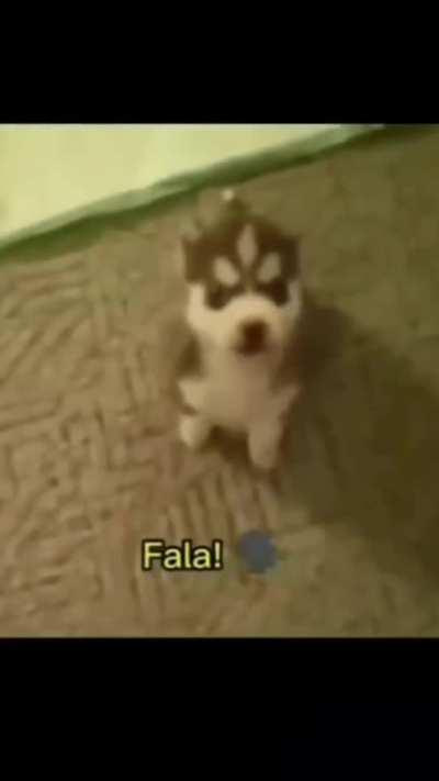 Doguinho fofo