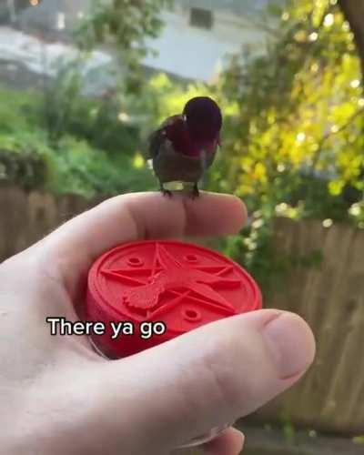 Hector, the friendly hummingbird