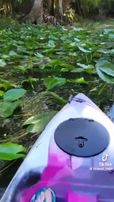 I was today years old when I found out Florida has wild monkeys😳