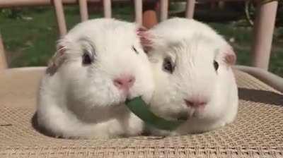 The molars of a Guinea pig grow continuously throughout their life, making them particularly suitable for grinding down plant matter. Guinea pigs are capable of spatial learning, and can be taught to perform tasks.