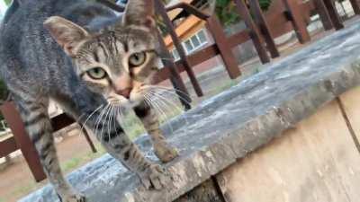 A squeaky cat I met in Rome, Italy