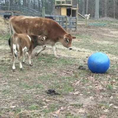 When you get your first exercise ball and aren’t sure how to use it (Paddington’s Farm)