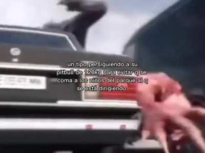 Average pitbull owner: