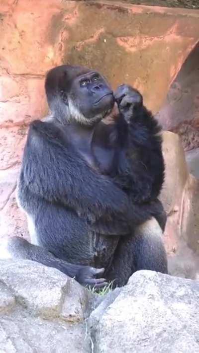 Gorilla displaying human-like character as he ponders while in confinement
