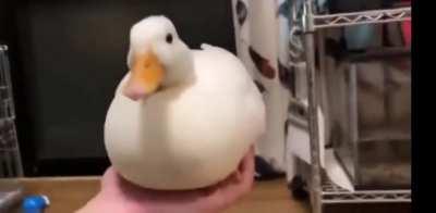 what a nice duck 🦆