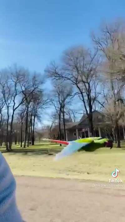 What a happy bird and a great owner, this made me smile