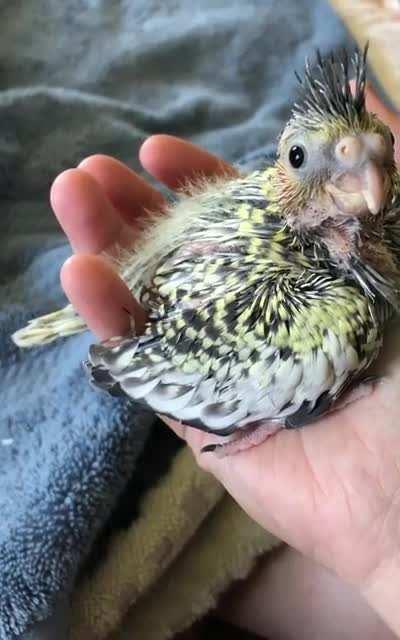 It’s hard being a baby