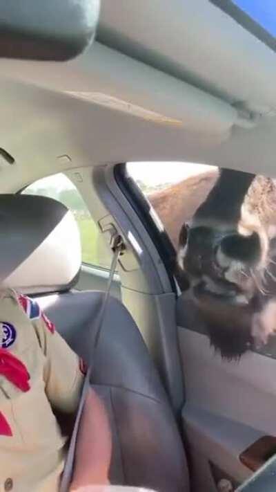 Wait that’s not a little deer