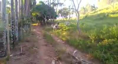 Tô fraco, tô fraco, tô fraco. CULPA DO METAL ESSA PORRA!