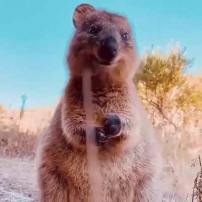A quokka eating is the cutest thing i've seen in a while
