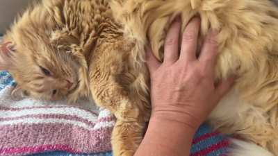 Softly stroking Ms. Ni’s Luxurious Belly Floof got me a lil kiss!