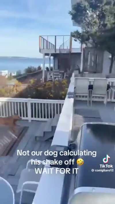 Dog has a clear mission