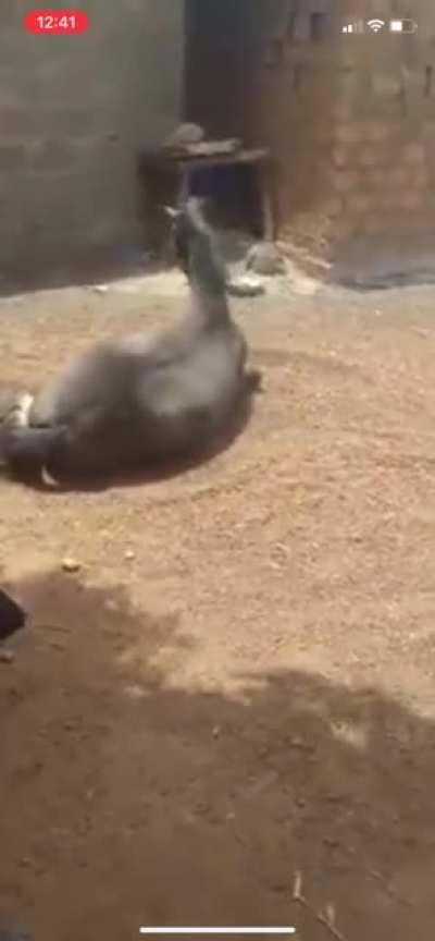 In order to heal an ailing horse, a faithful wife has to jump over it