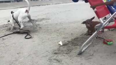 My 2 dogs at the beach